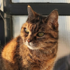 Chataigne