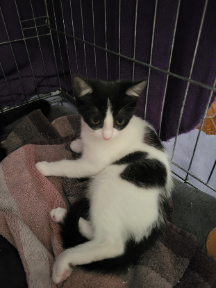 Adoption Boogie