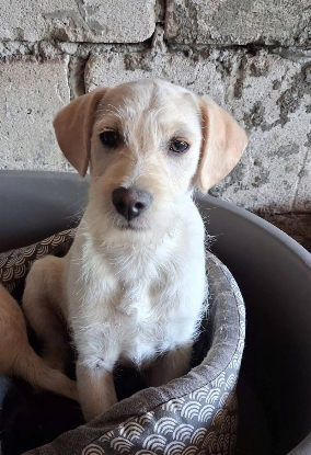 Adopter Dixy