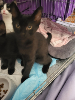 Adopter  chat : Baggy