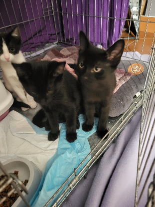 Adopter Baggy
