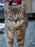 Adopter  chat : Bohème