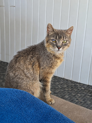 Adopter Bohème