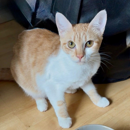 Adopter Foxy
