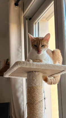 Adopter Foxy