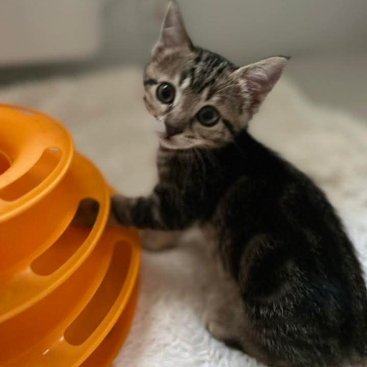 Adopter Eurydice