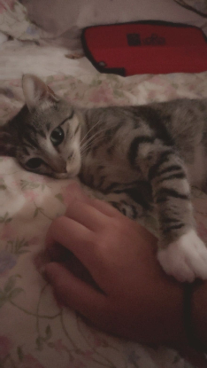 Adopter Chaussette
