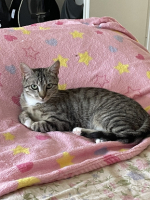 Adopter  chat : Chaussette