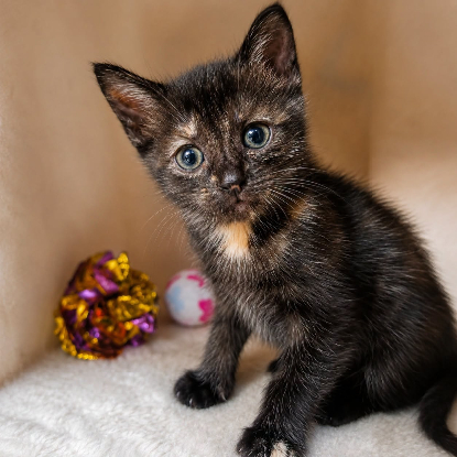 Adopter Arya
