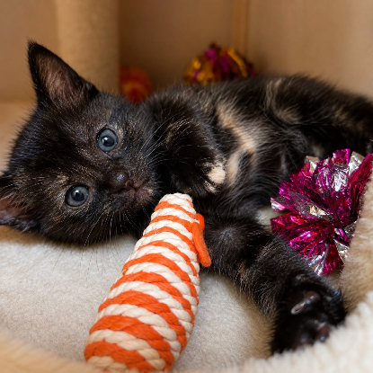 Adopter Arya