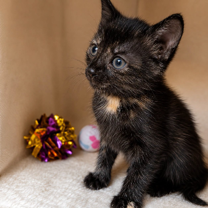Adoption Arya