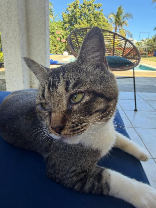Adopter Carlos