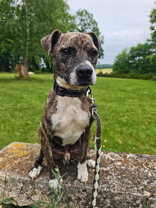 Adopter Samson