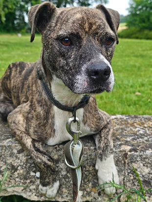 Adopter Samson