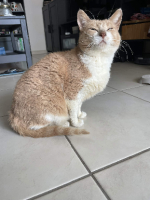 Adopter  chat : Tchino