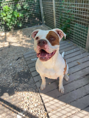 Adopter Roxy
