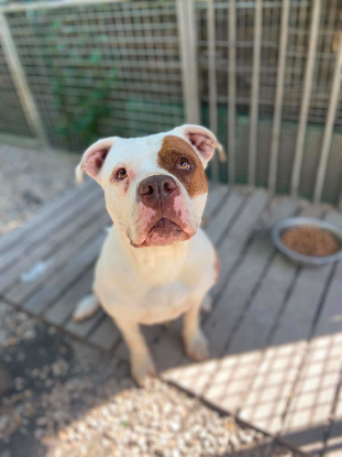 Adoption Roxy