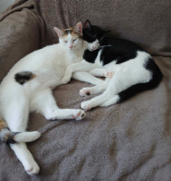 Adopter  chat : Summer & spring