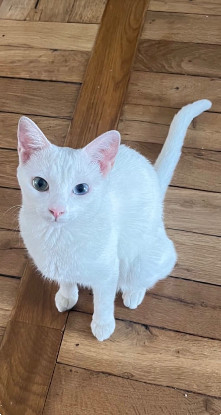 Adopter Yuki