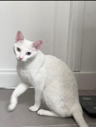 Adopter Yuki