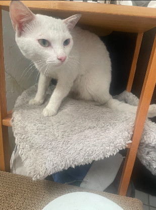 Adopter Yuki