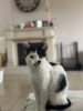 Galia