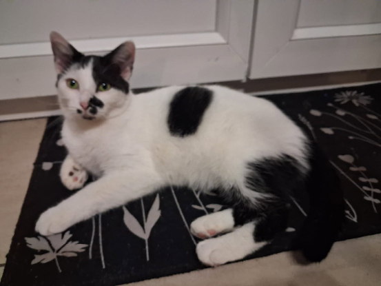 Adopter Galia