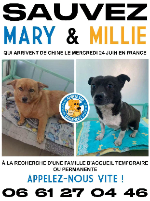 Adopter Mary & millie en france!!