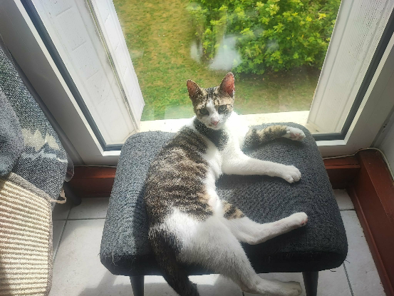 Adopter Laika