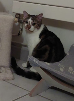 Adopter Chamallow