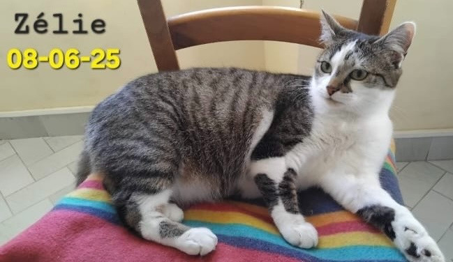 Adopter Zélie