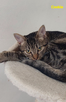 Adopter Cookie