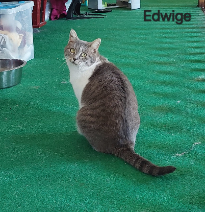 Adopter Edwige