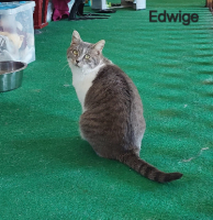 Adopter  chat : Edwige