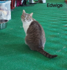 Edwige