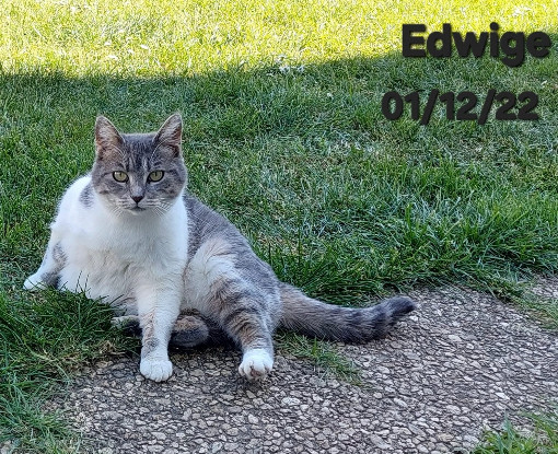 Adopter Edwige