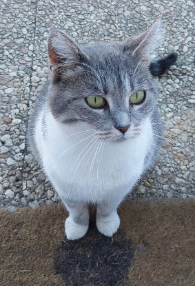 Adopter Edwige