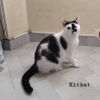 Kitkat