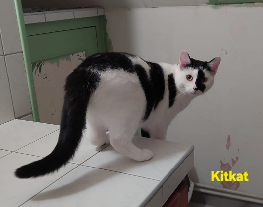 Adopter Kitkat