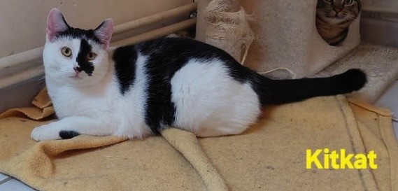 Adopter Kitkat