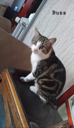 Adopter Buzz