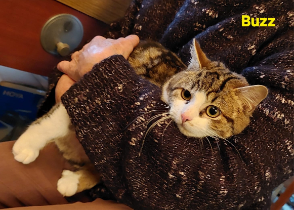 Adopter Buzz