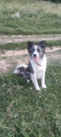 Adopter  chien : Skal