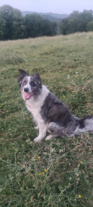 Adoption Skal