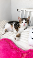 Adopter  chat : Mowgli