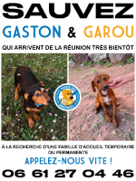 Adopter  chien : Garou ou/et gaston de la reunion