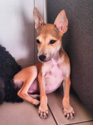 Adopter Marin