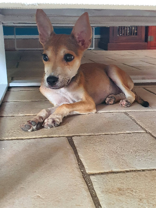 Adopter Marin