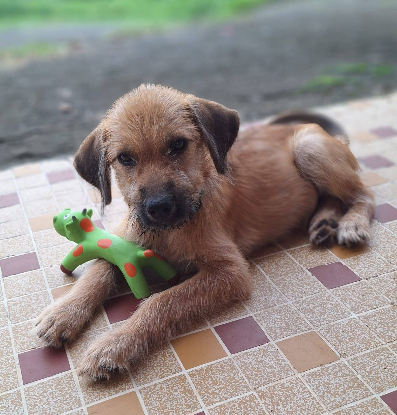 Adopter Rocky