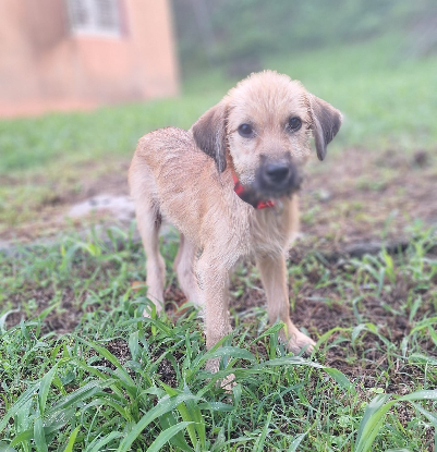 Adopter Rocky